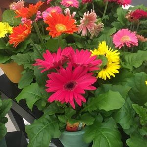 Meet your Posher, Patty